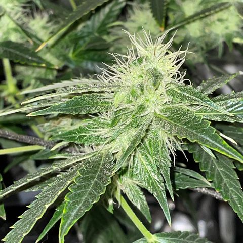 Auto Citrus Skunk growlog timeline photo