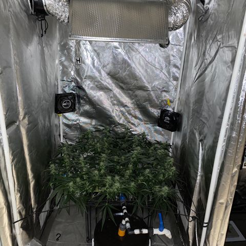 Auto Citrus Skunk growlog timeline photo