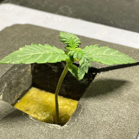 Royal Dwarf growlog timeline photo