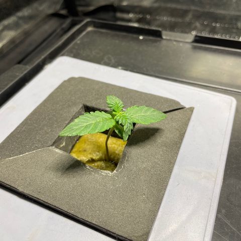 Royal Dwarf growlog timeline photo