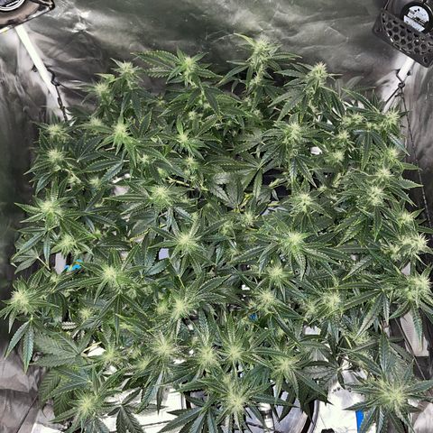 Auto Citrus Skunk growlog timeline photo