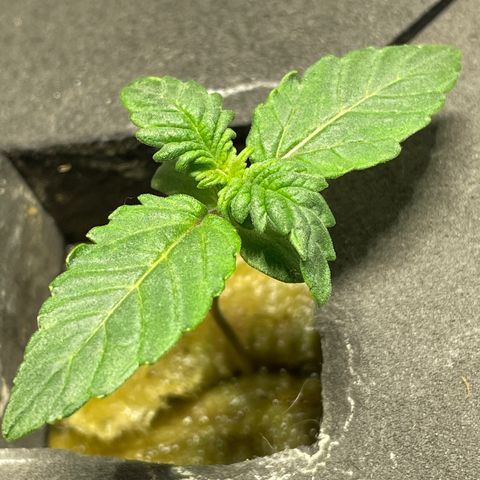 Royal Dwarf growlog timeline photo