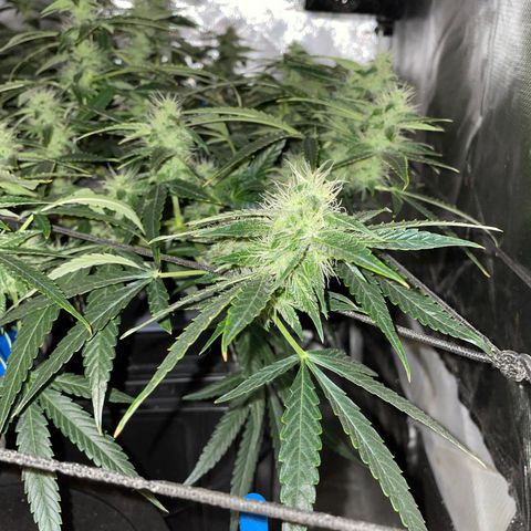 Auto Citrus Skunk growlog timeline photo
