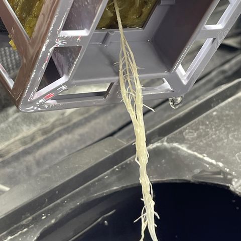 Royal Dwarf growlog timeline photo