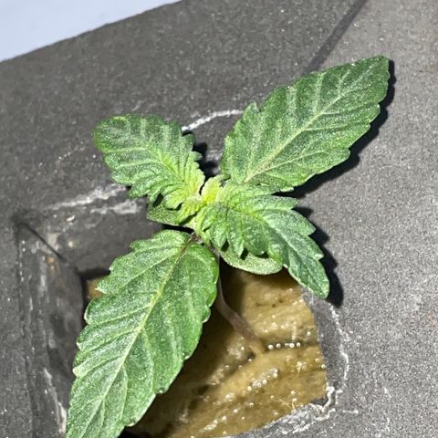 Royal Dwarf growlog timeline photo