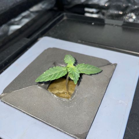 Royal Dwarf growlog timeline photo
