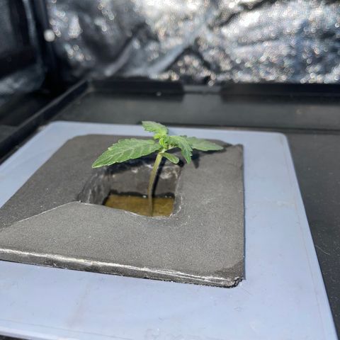 Royal Dwarf growlog timeline photo