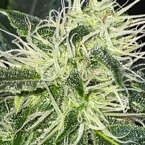 Auto Citrus Skunk growlog timeline photo