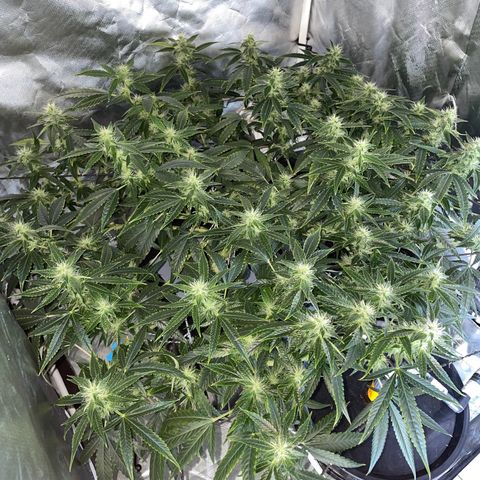 Auto Citrus Skunk growlog timeline photo