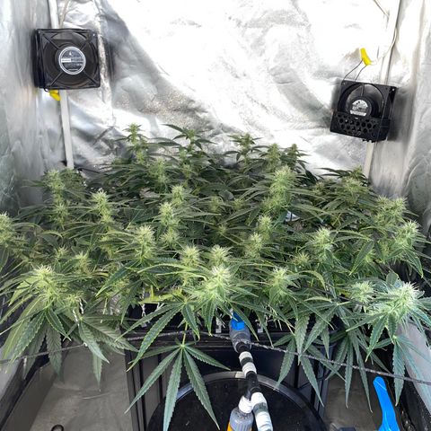 Auto Citrus Skunk growlog timeline photo