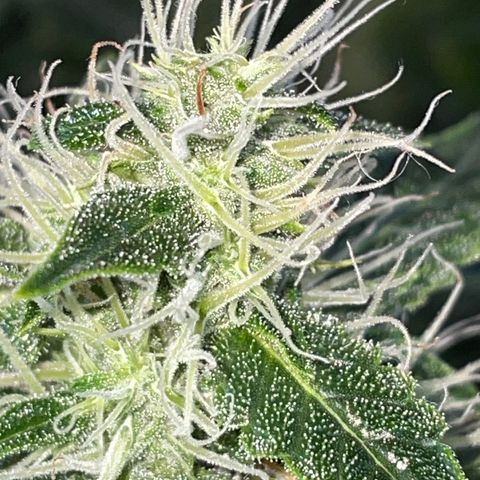 Auto Citrus Skunk growlog timeline photo