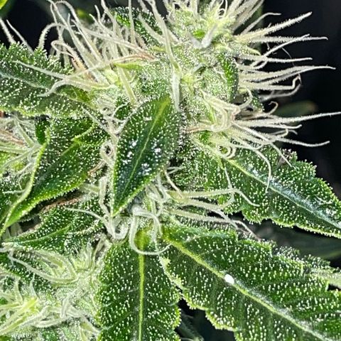 Auto Citrus Skunk growlog timeline photo