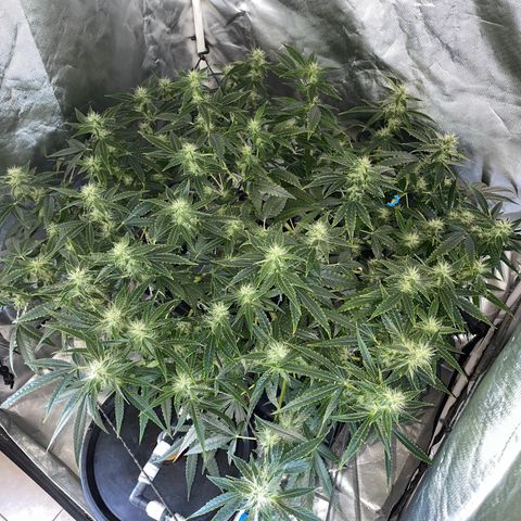 Auto Citrus Skunk growlog timeline photo