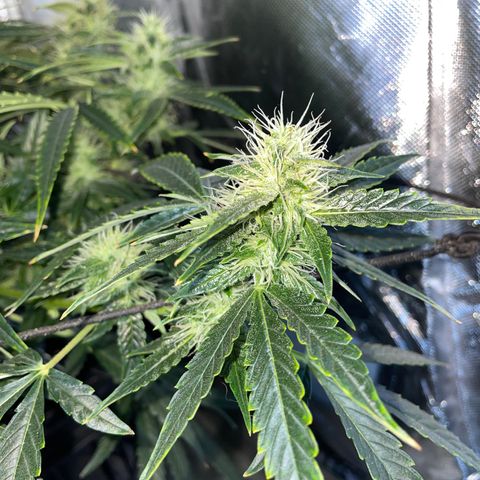 Auto Citrus Skunk growlog timeline photo