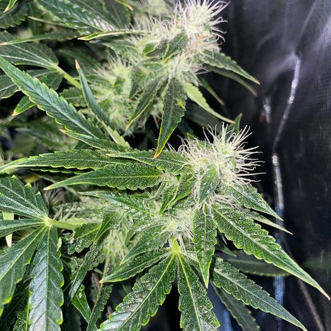 Auto Citrus Skunk growlog timeline photo