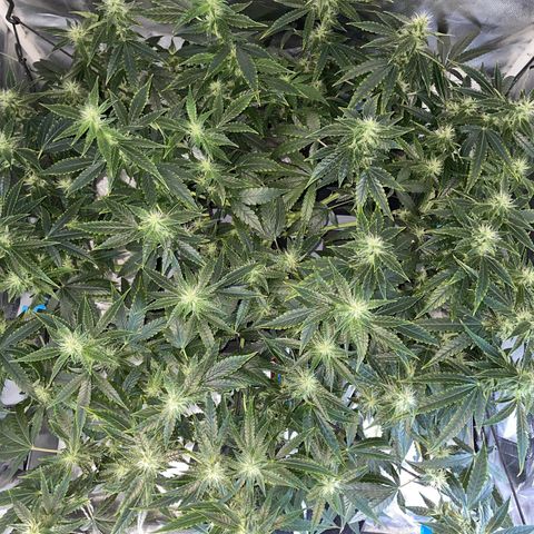 Auto Citrus Skunk growlog timeline photo