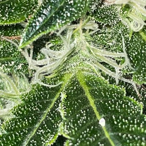 Auto Citrus Skunk growlog timeline photo