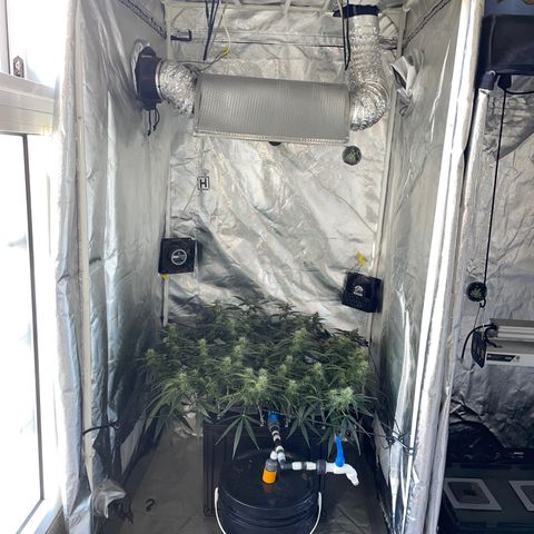 Auto Citrus Skunk growlog timeline photo