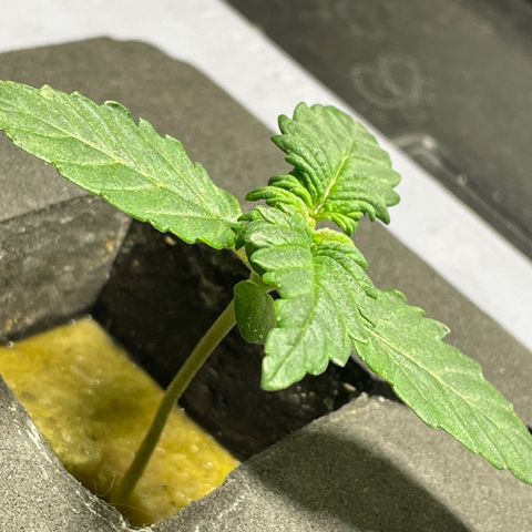 Royal Dwarf growlog timeline photo