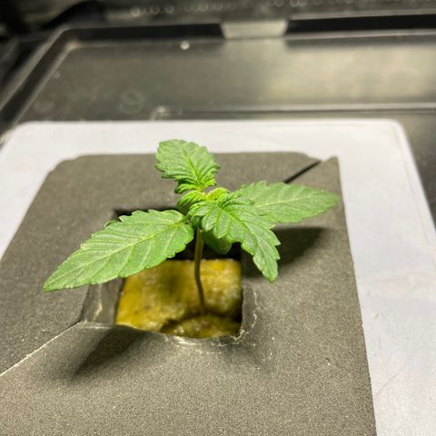 Royal Dwarf growlog timeline photo