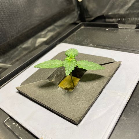 Royal Dwarf growlog timeline photo