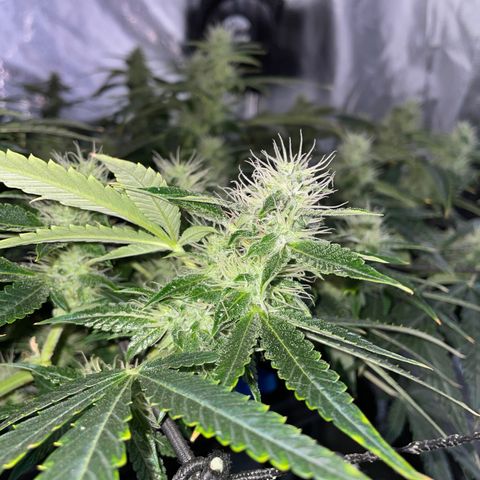 Auto Citrus Skunk growlog timeline photo