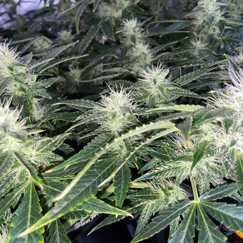 Auto Citrus Skunk growlog timeline photo