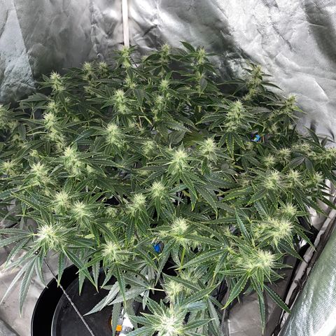 Auto Citrus Skunk growlog timeline photo