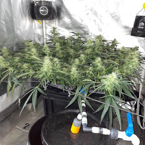 Auto Citrus Skunk growlog timeline photo