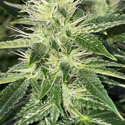 Auto Citrus Skunk growlog timeline photo