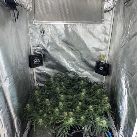 Auto Citrus Skunk growlog timeline photo