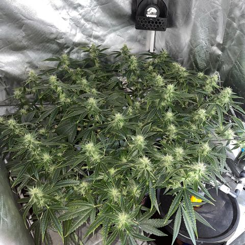 Auto Citrus Skunk growlog timeline photo