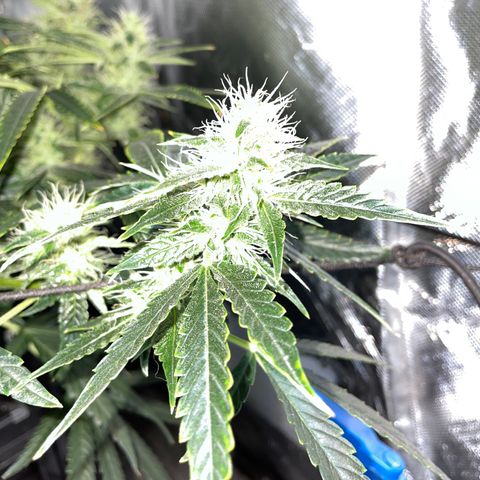 Auto Citrus Skunk growlog timeline photo