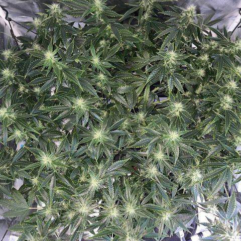 Auto Citrus Skunk growlog timeline photo