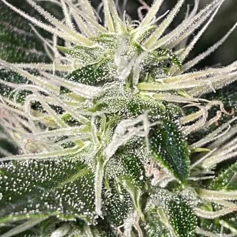 Auto Citrus Skunk growlog timeline photo