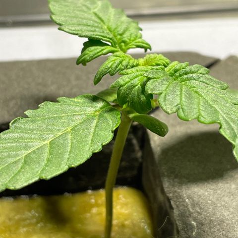 Royal Dwarf growlog timeline photo