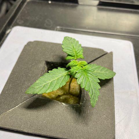 Royal Dwarf growlog timeline photo