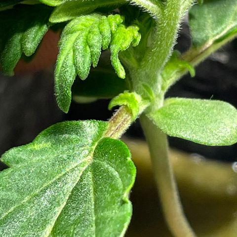 Royal Dwarf growlog timeline photo