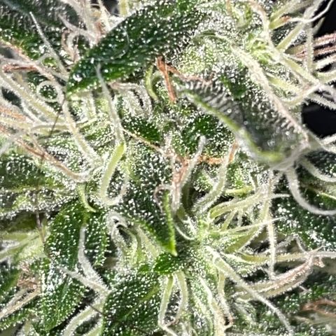 Auto Citrus Skunk growlog timeline photo