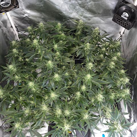 Auto Citrus Skunk growlog timeline photo