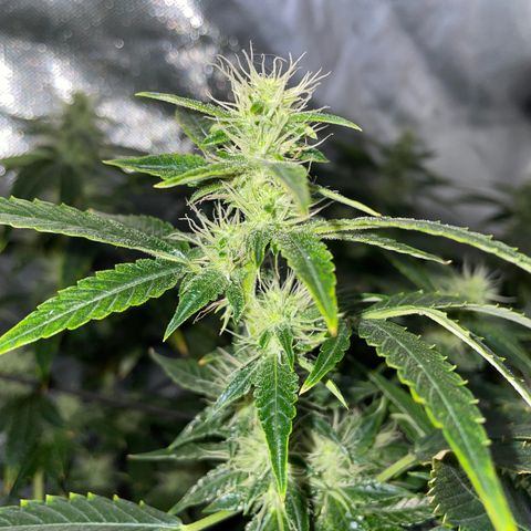 Auto Citrus Skunk growlog timeline photo
