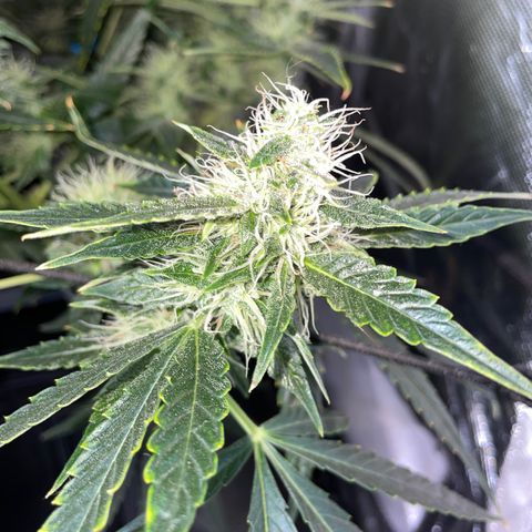 Auto Citrus Skunk growlog timeline photo