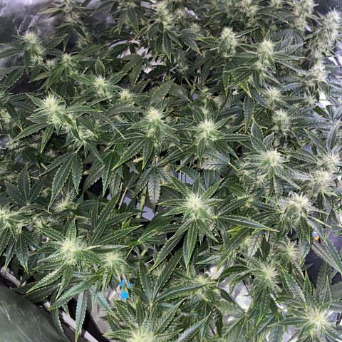 Auto Citrus Skunk growlog timeline photo