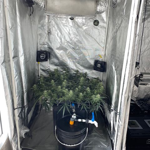 Auto Citrus Skunk growlog timeline photo