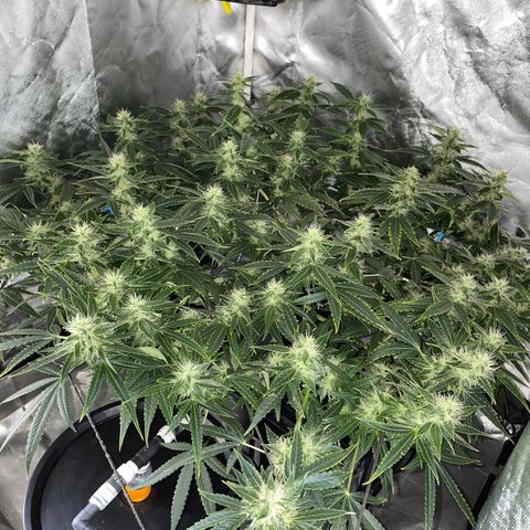 Auto Citrus Skunk growlog timeline photo