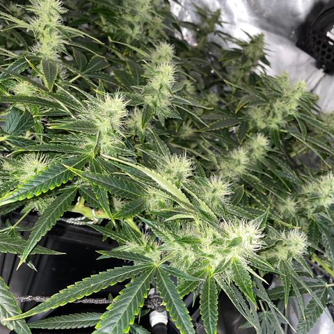 Auto Citrus Skunk growlog timeline photo