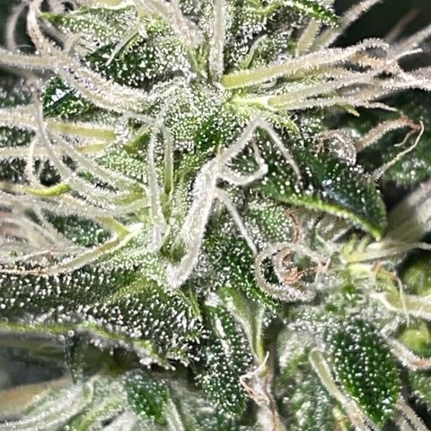 Auto Citrus Skunk growlog timeline photo