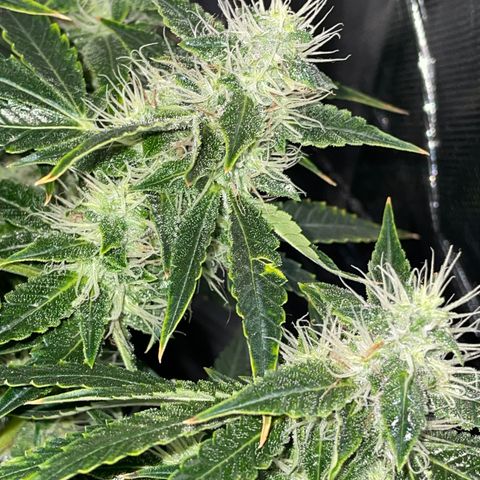Auto Citrus Skunk growlog timeline photo
