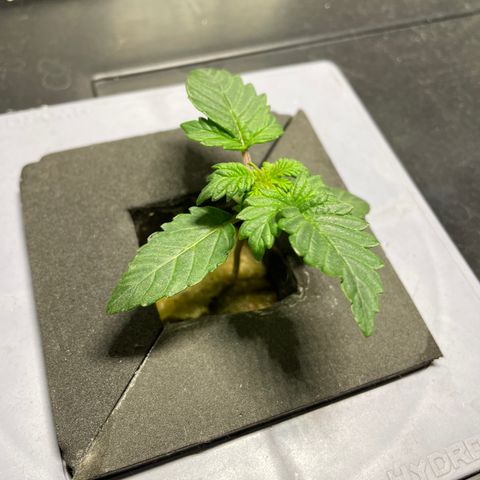 Royal Dwarf growlog timeline photo