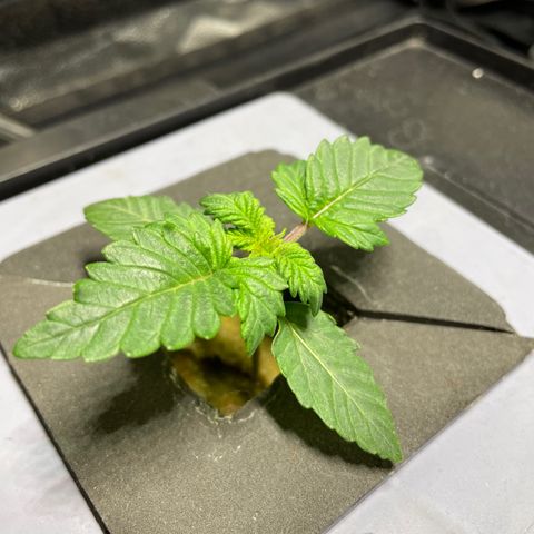 Royal Dwarf growlog timeline photo